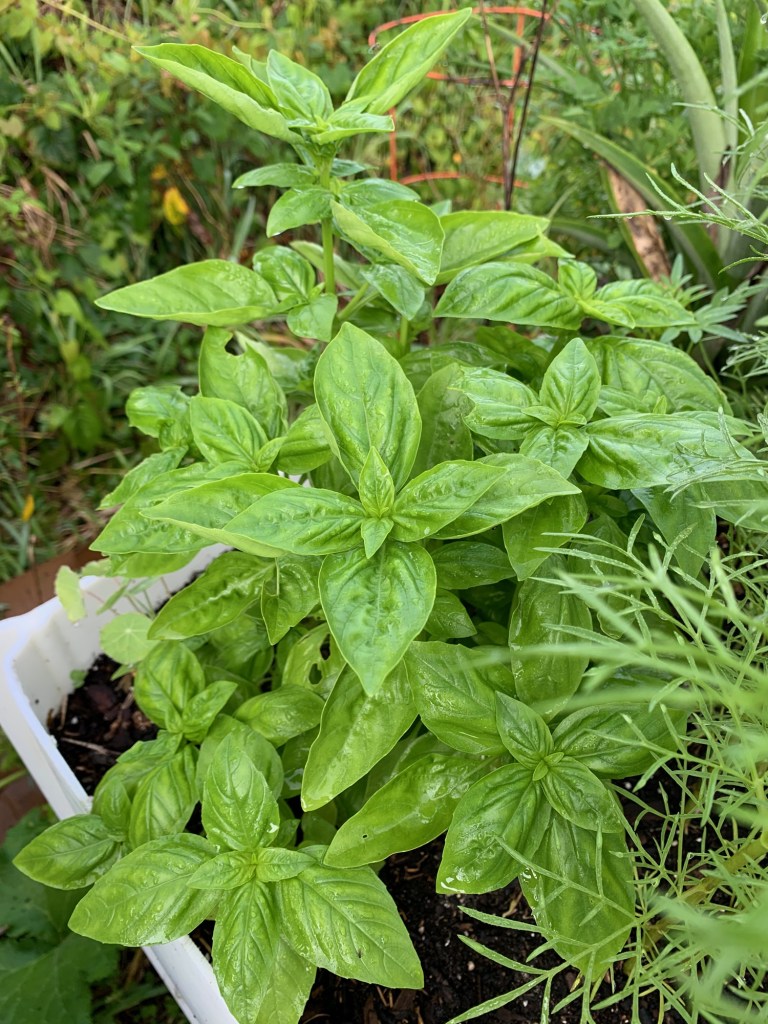 growing basil