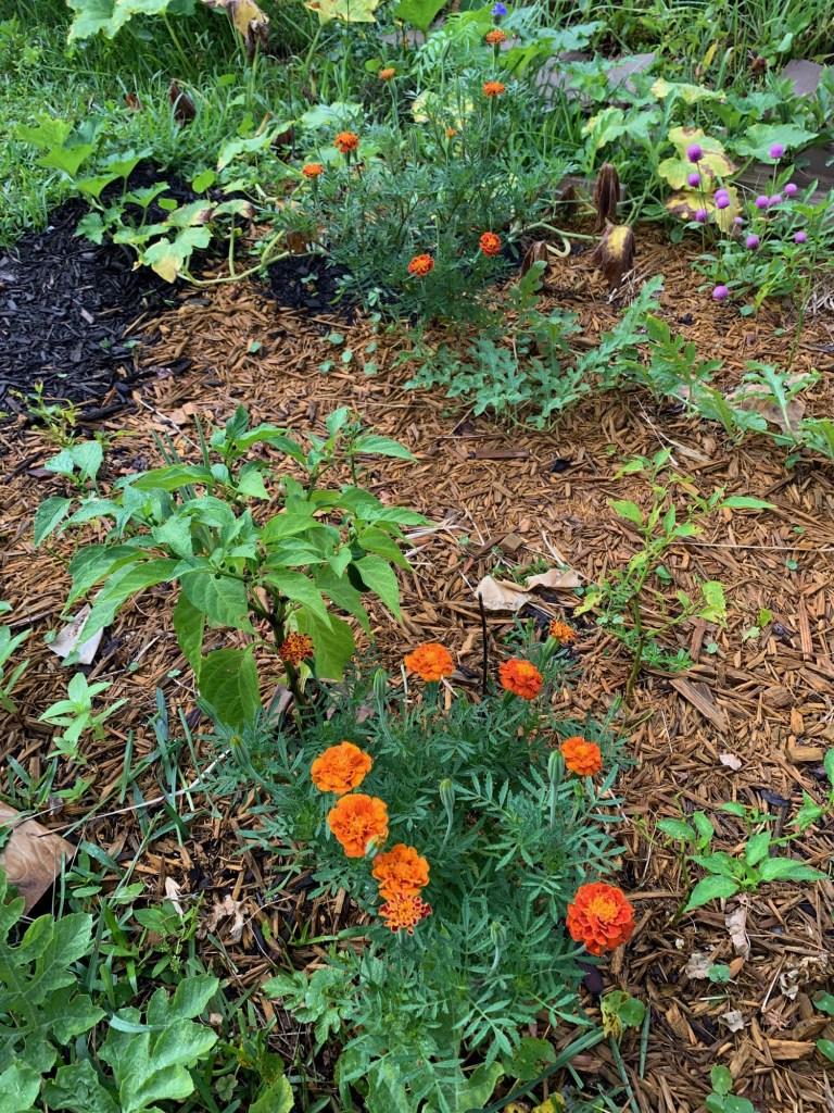 orange marigolds in garden