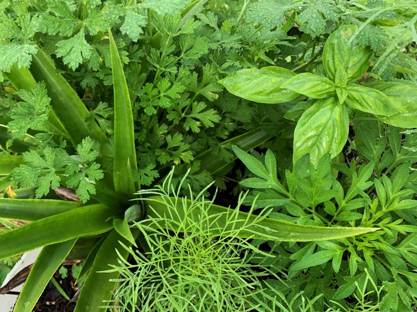 textured green leaves in garden