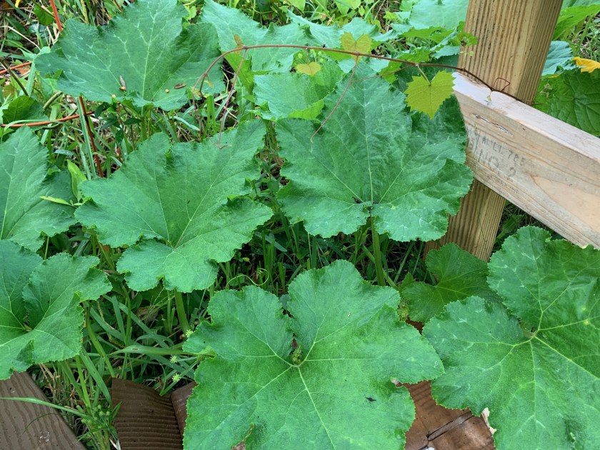 leaves of seminole pumpkin