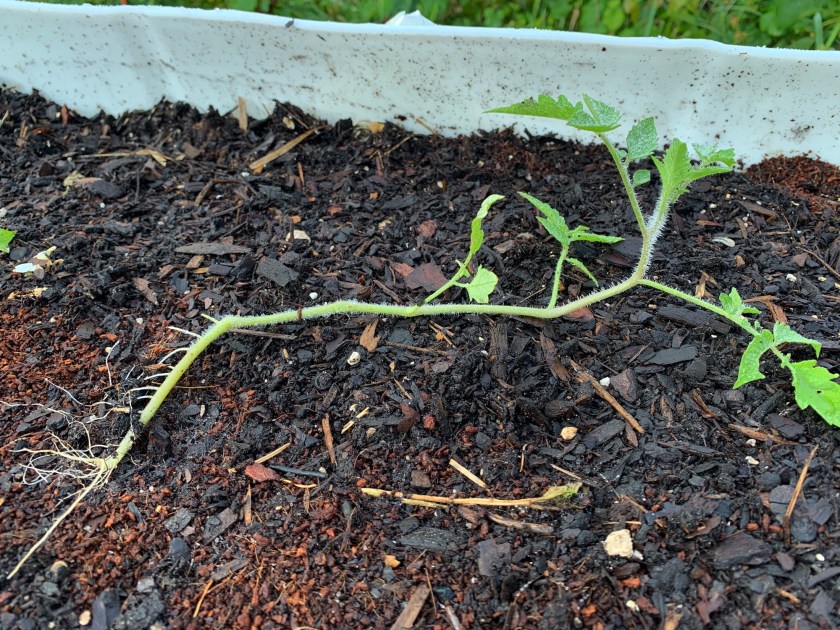 tomato to be planted