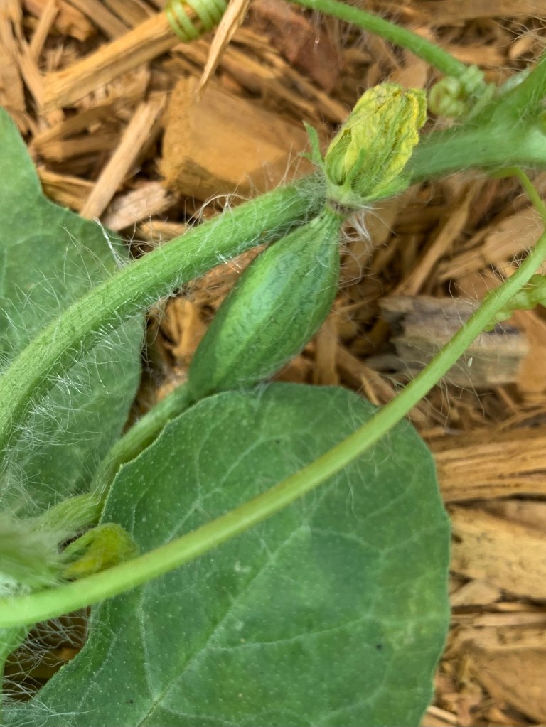 baby watermelon growing on the vine