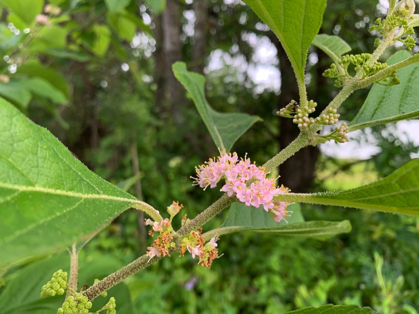 Beautyberry bush flowers
