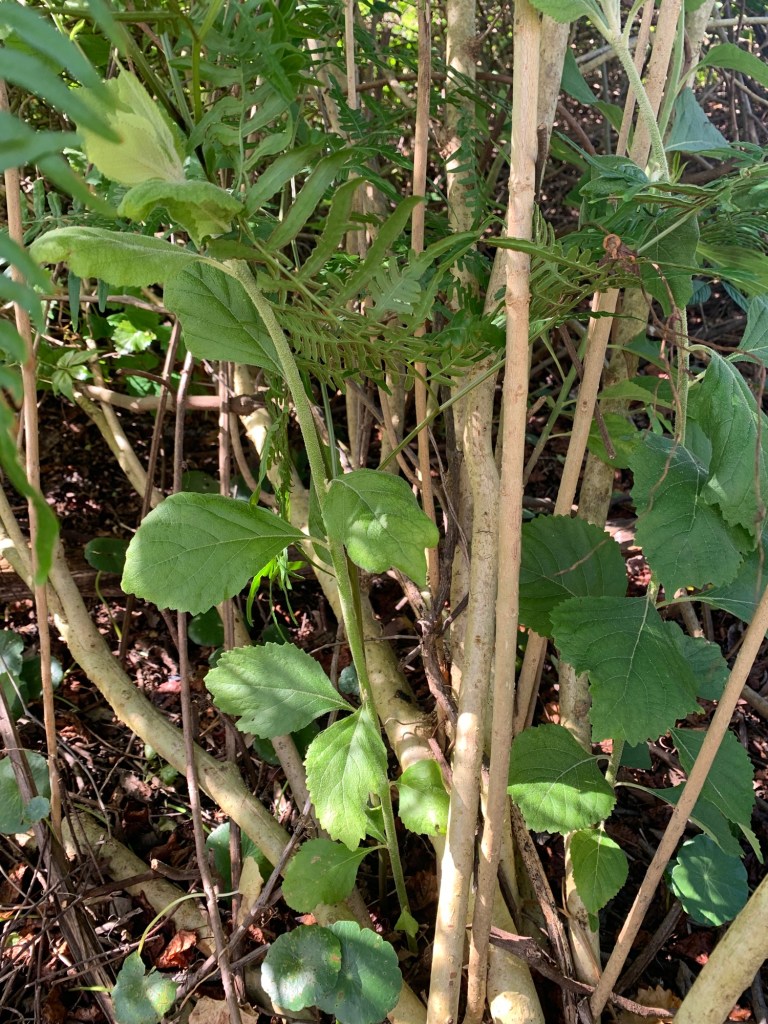 Beautyberry new growth