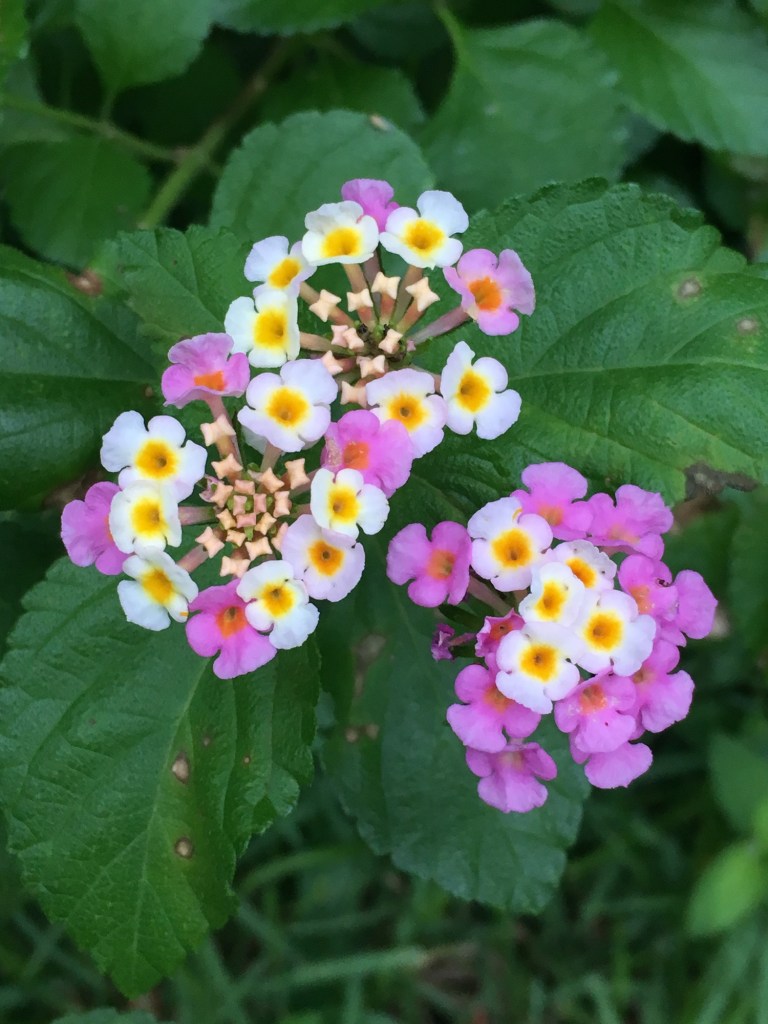 Beautyberry bush flowers
