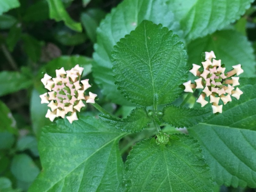 Beautyberry bush flowers