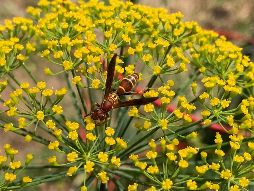 yellow dill flower with wasp