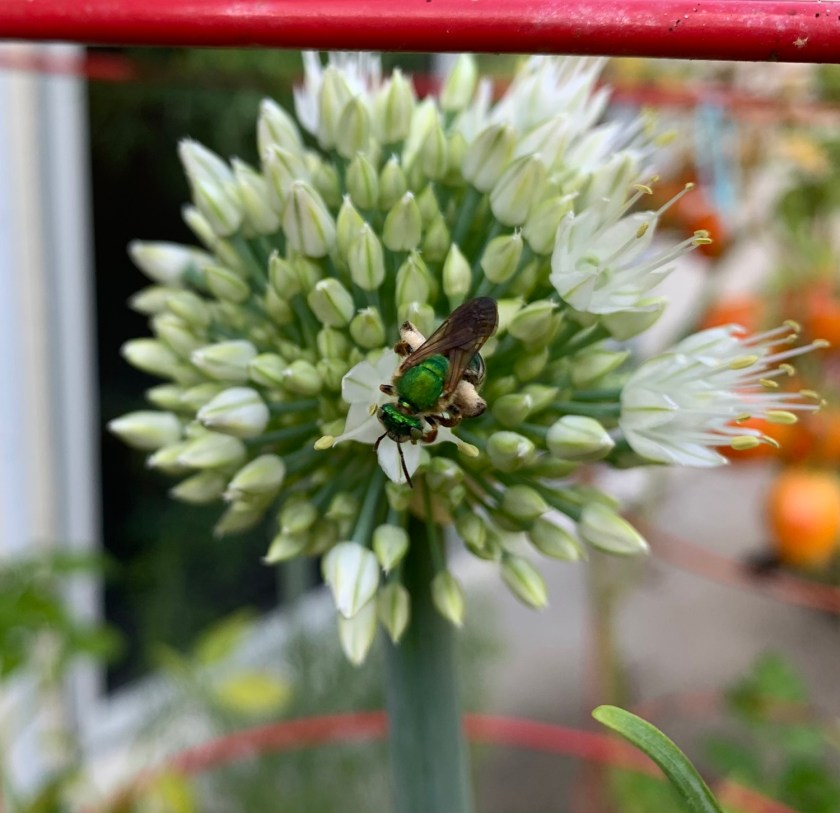 green bee on onion flower