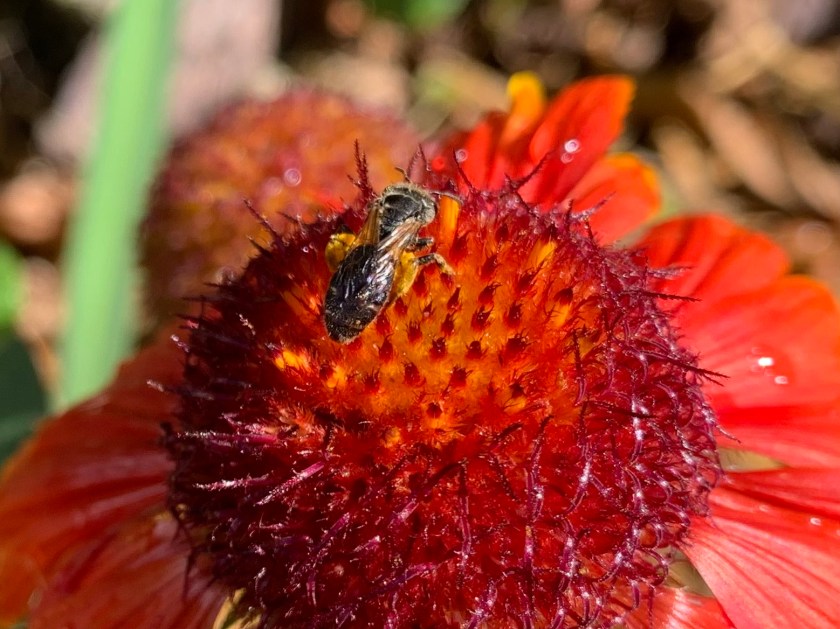 Bee on red Gaillardia