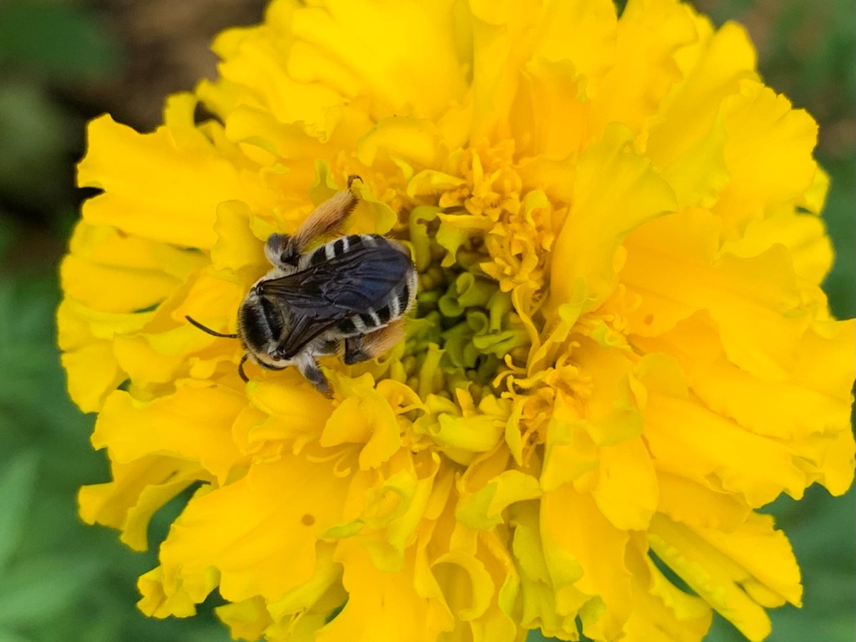 Plant Flowering Things and Bees Will&nbsp;Come