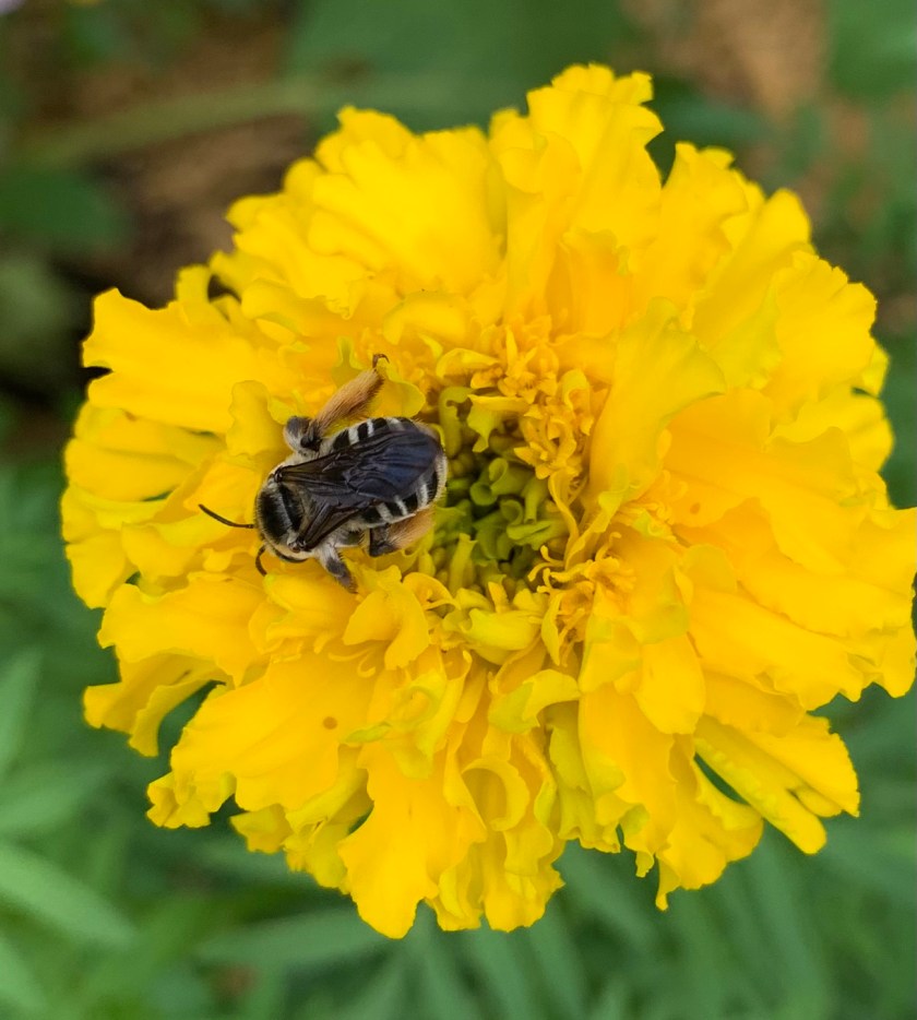 Bee on yellow marigold