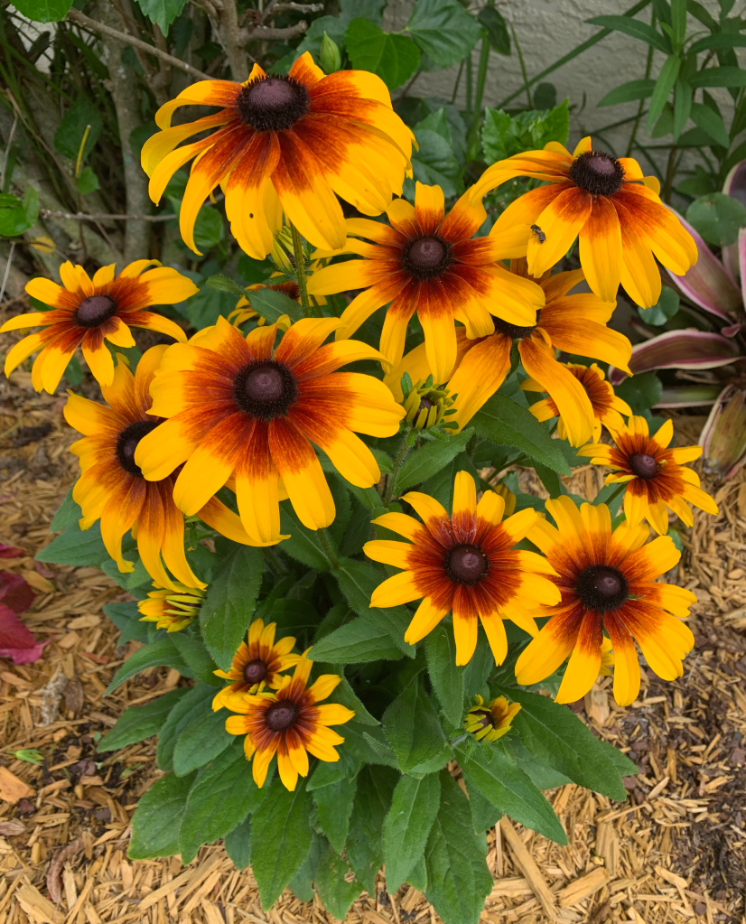 rudbeckia or black-eyed-susan