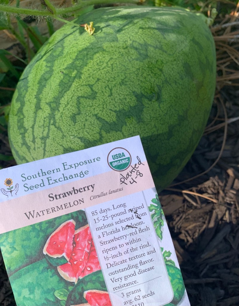 Strawberry watermelon in garden