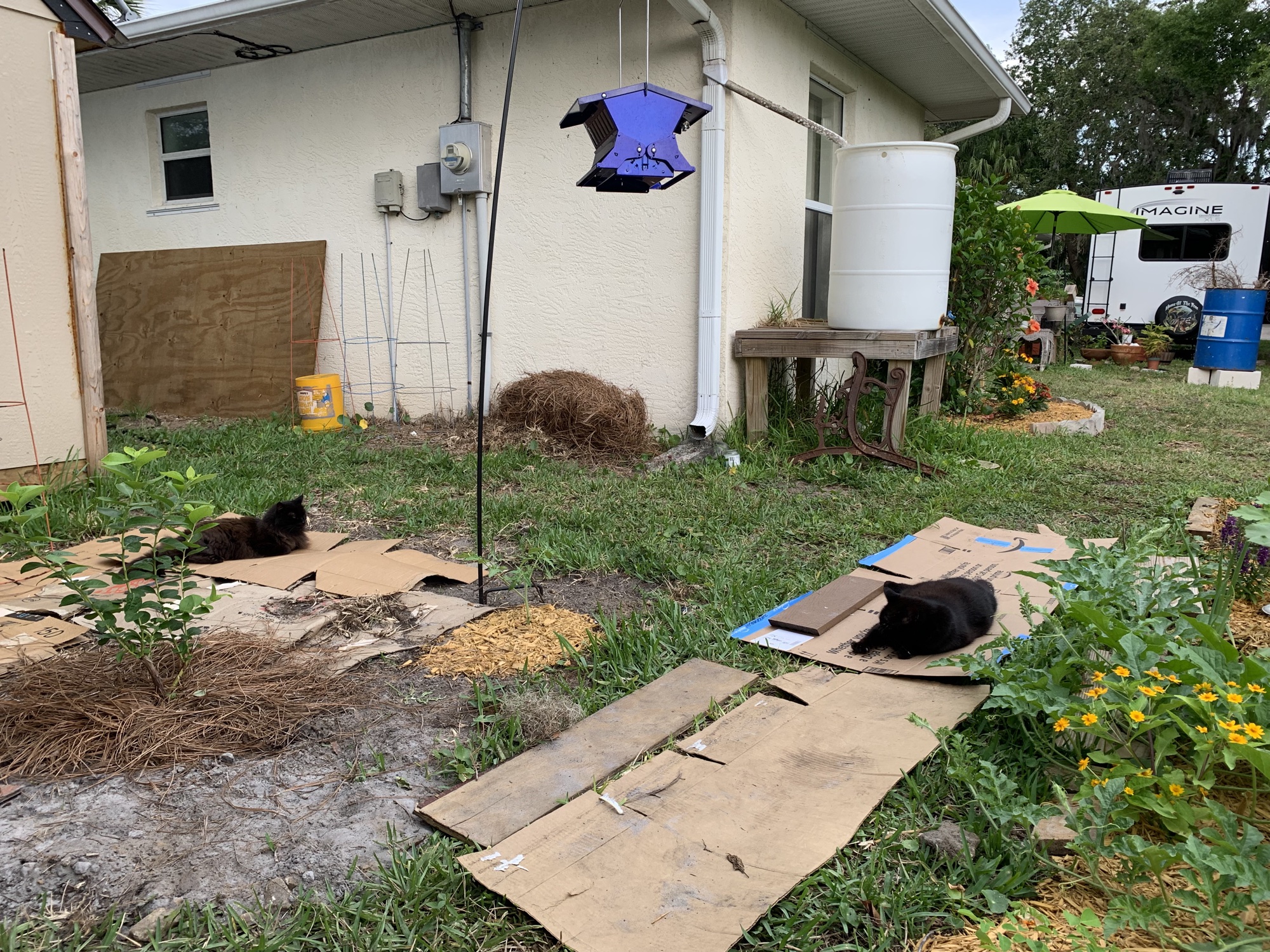 uses for cardboard in the yard