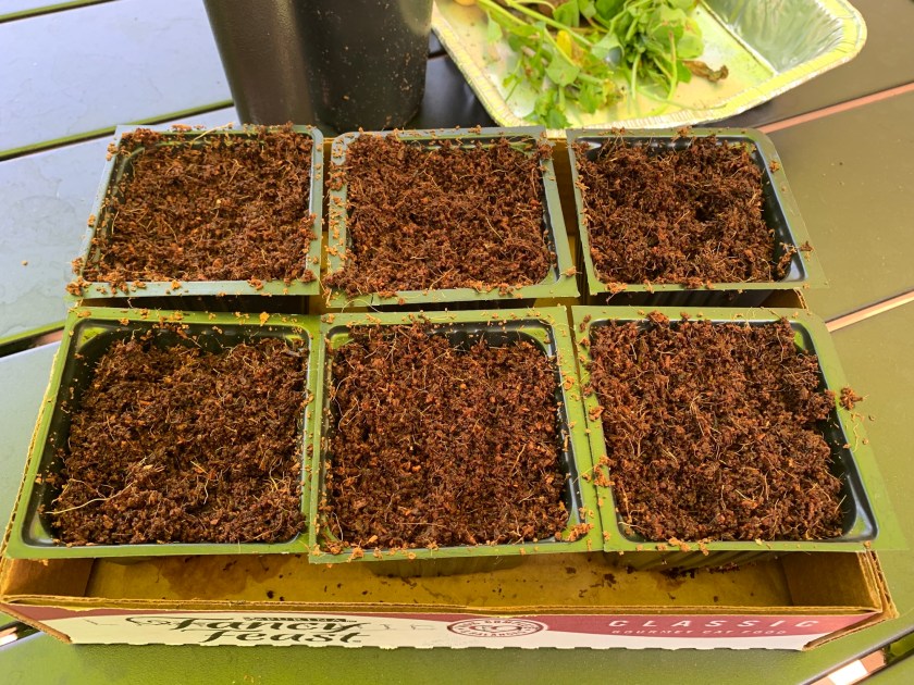 Six pots of coconut coir for seeds