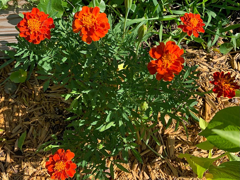 dark orange marigold plant