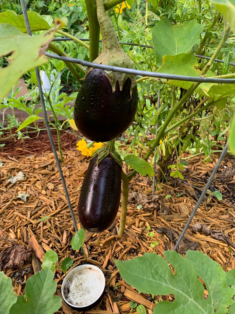 Eggplants growing