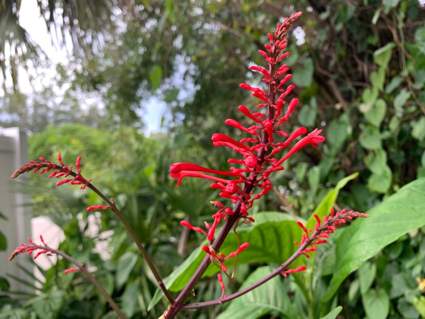 Firespike flower
