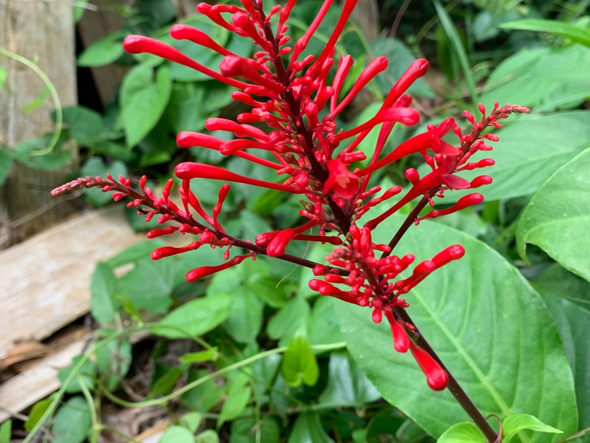 Backyard Surprise, A Hidden Firespike&nbsp;Plant