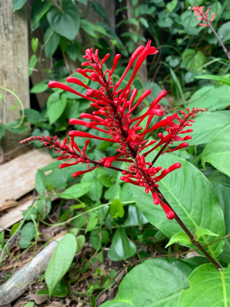 Firespike flower