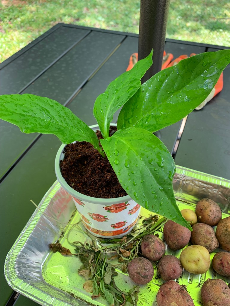 Cutting Firespike plant