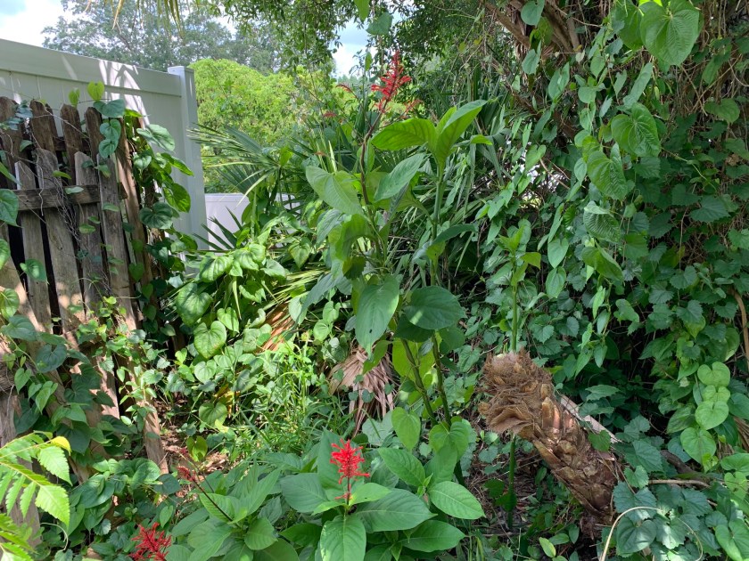 Firespike plant flowering