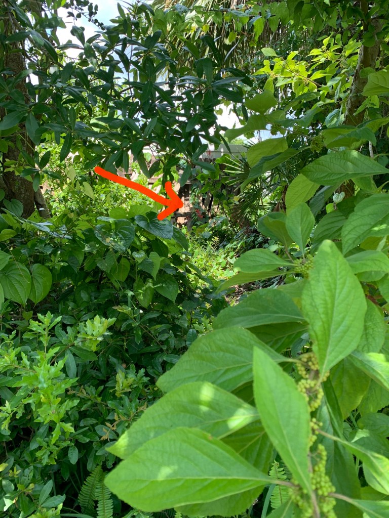 red flower in jungle growth