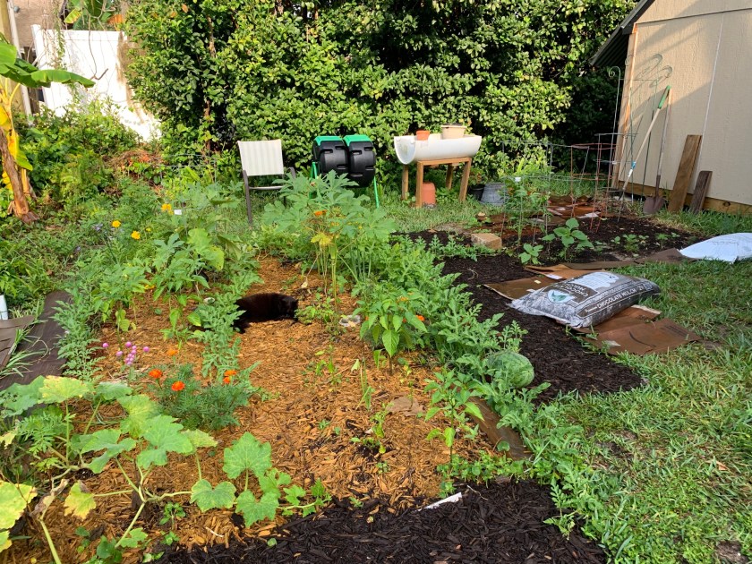 June Florida backyard garden