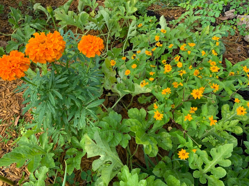 orange marigolds and yellow flowers