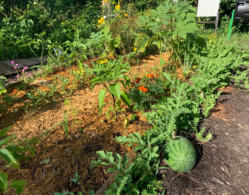 June garden with watermelon