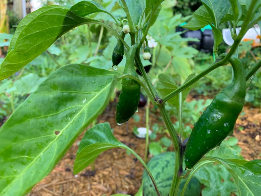 hot pepper plant