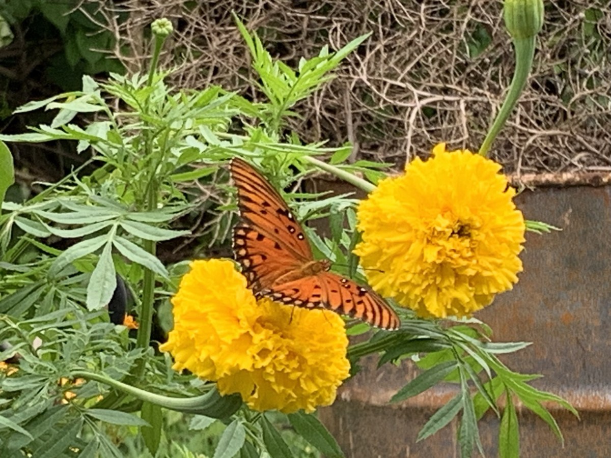 Orange Gulf Fritillary&nbsp;Butterfly
