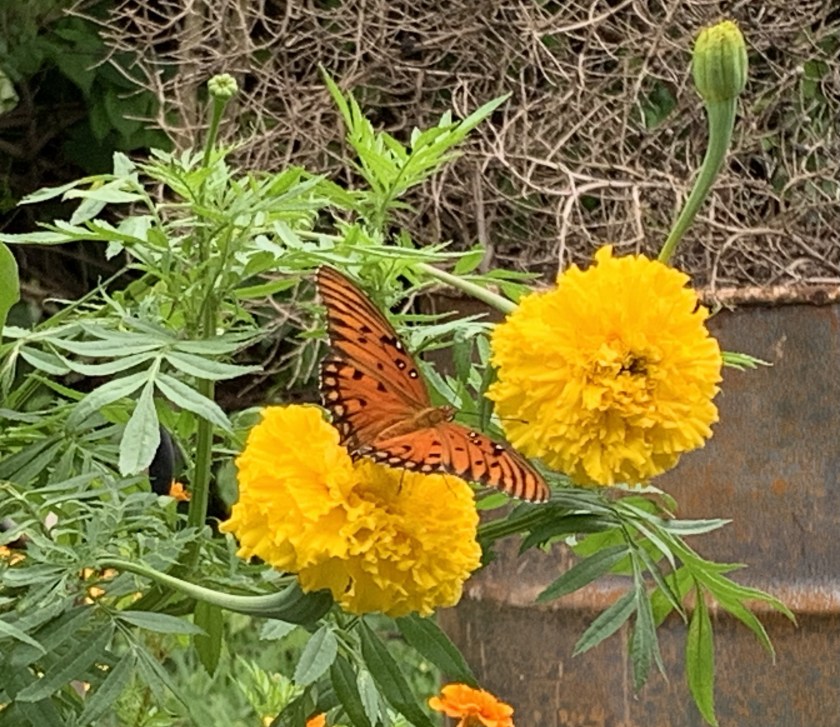 Gulf Fritillary butterfly