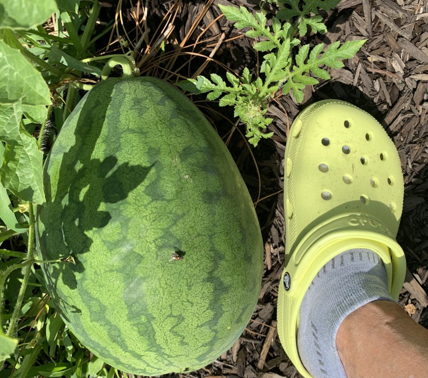 watermelon next to foot