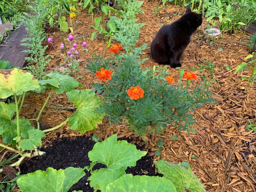 orange marigolds in garden