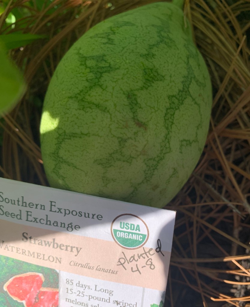 small watermelon on vine