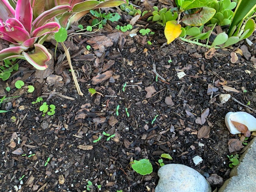marigold seeds just sprouting