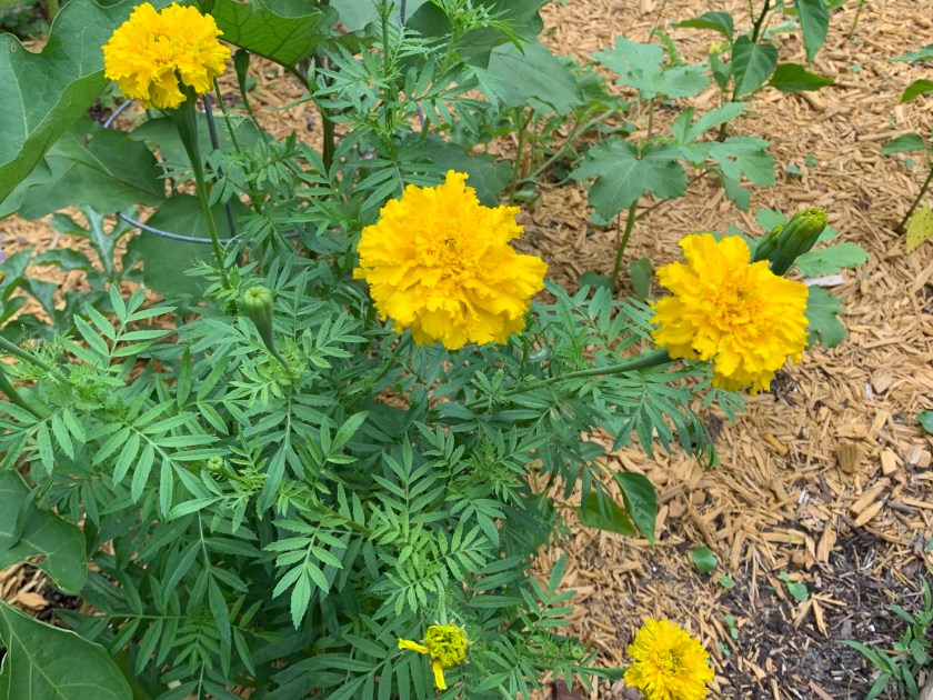 yellow marigolds