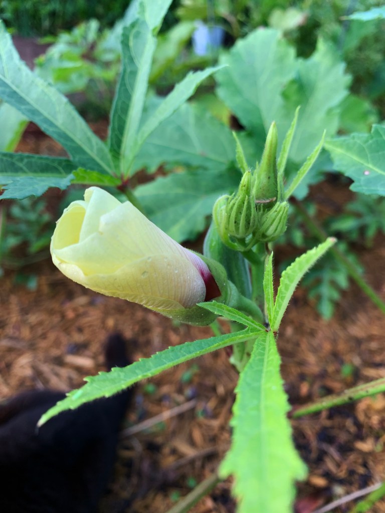 okra flower on plant
