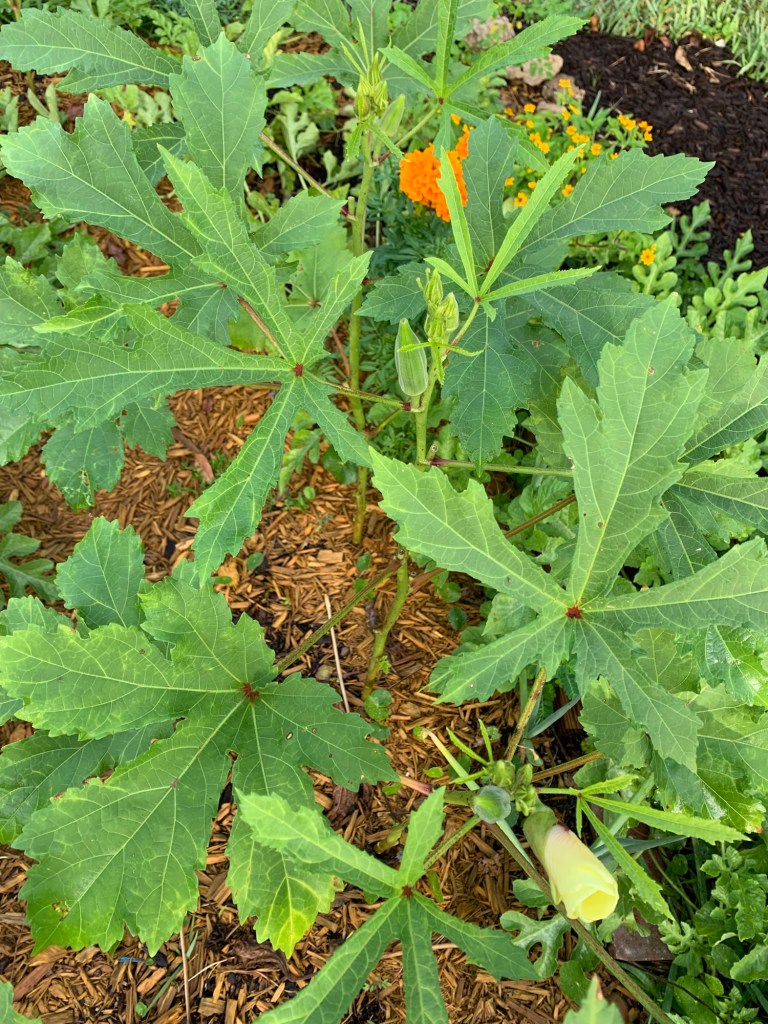 okra leaves