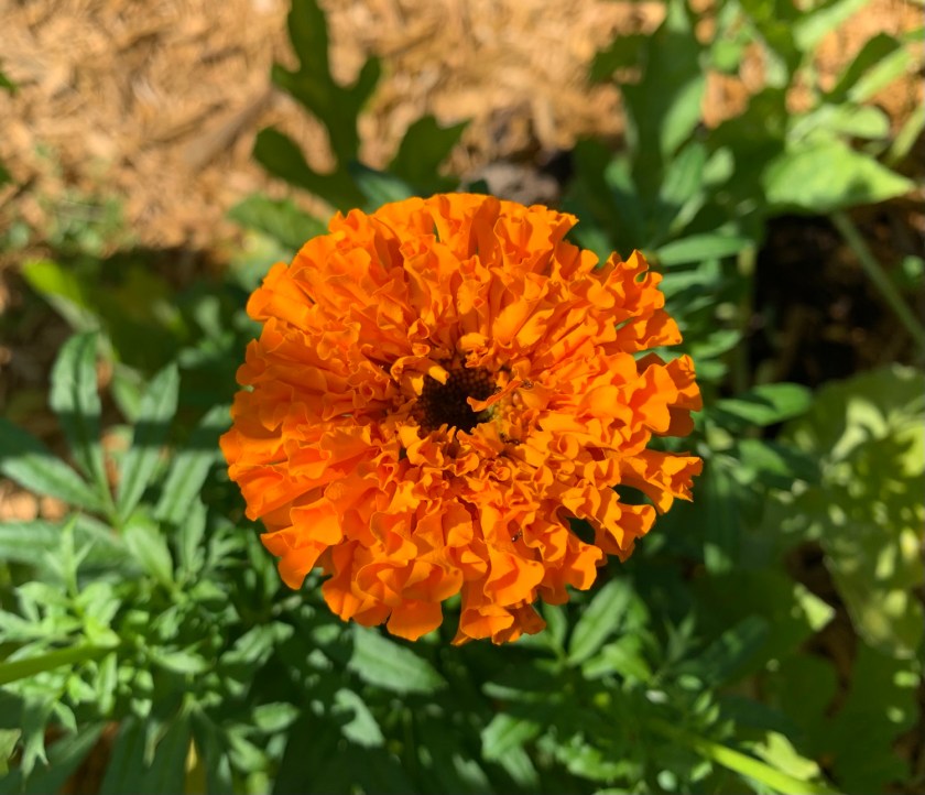 Fluffy orange marigold