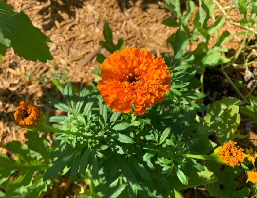 orange marigold flowering plant