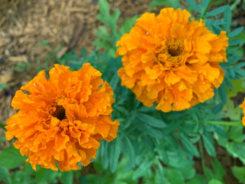 orange marigolds