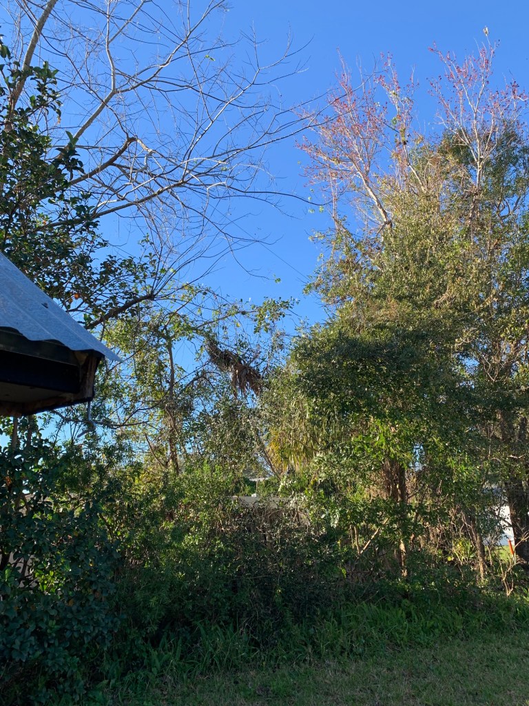 opening where palm tree grew