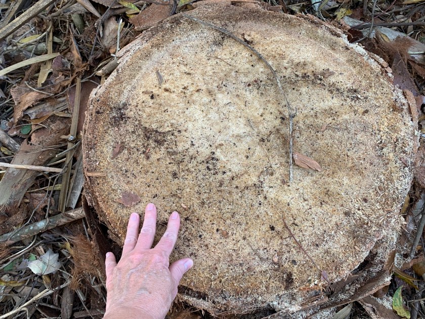 palm tree stump