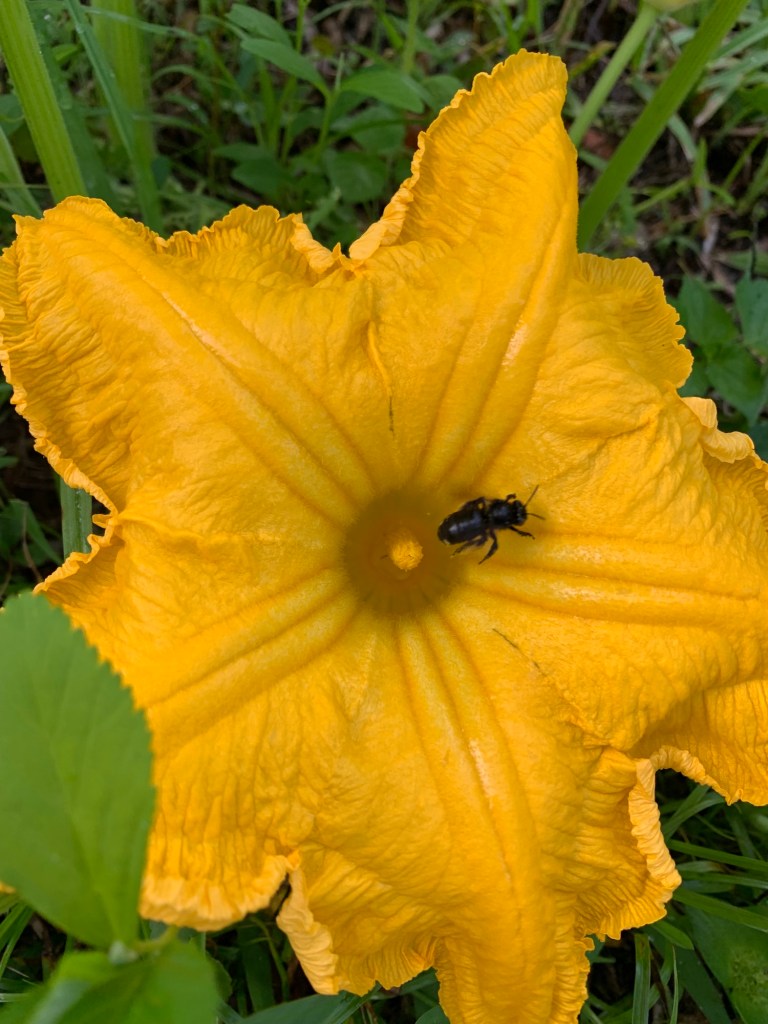 bee on pumpkin flower