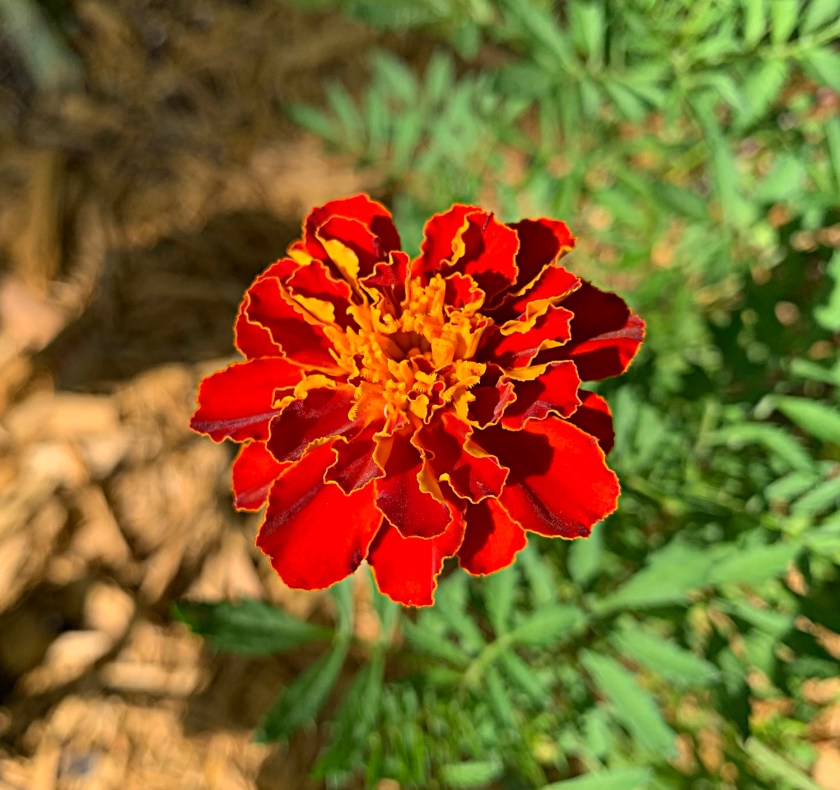 Red-orange marigold flower