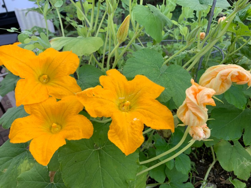 yellow squash blossoms