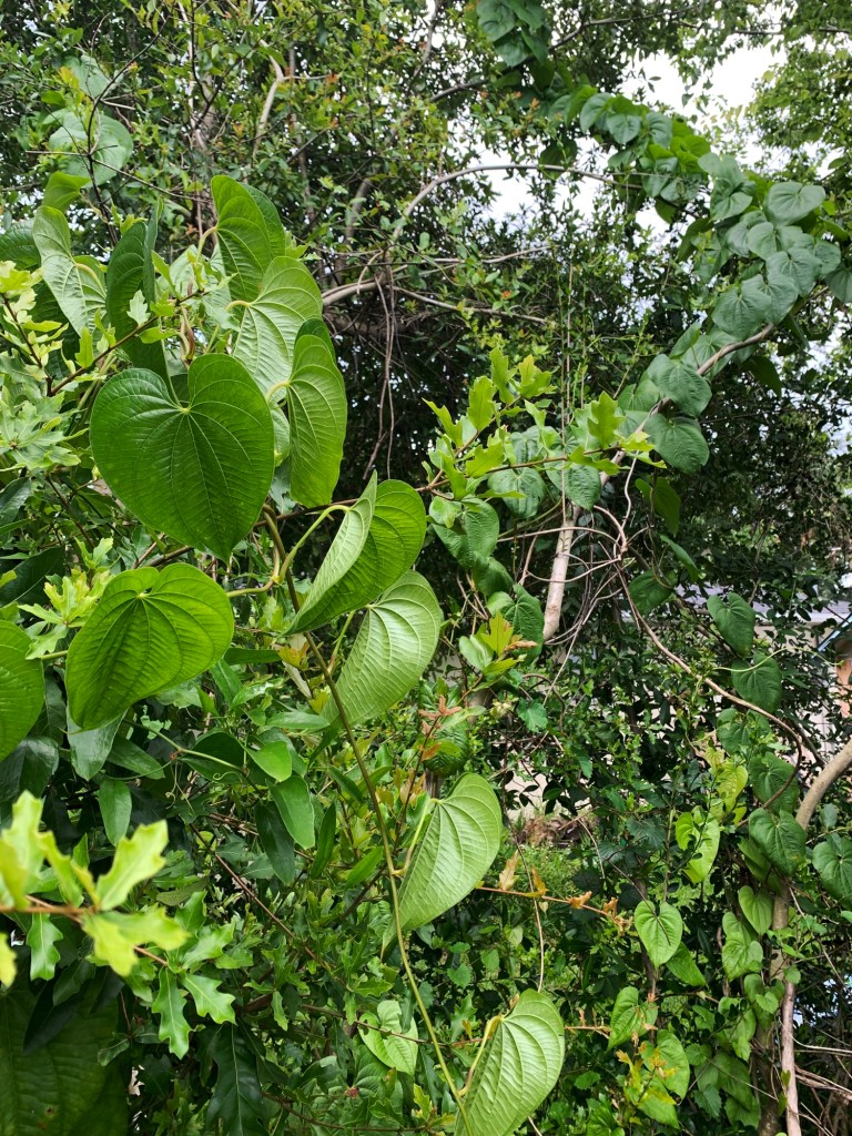 Florida vines taking over