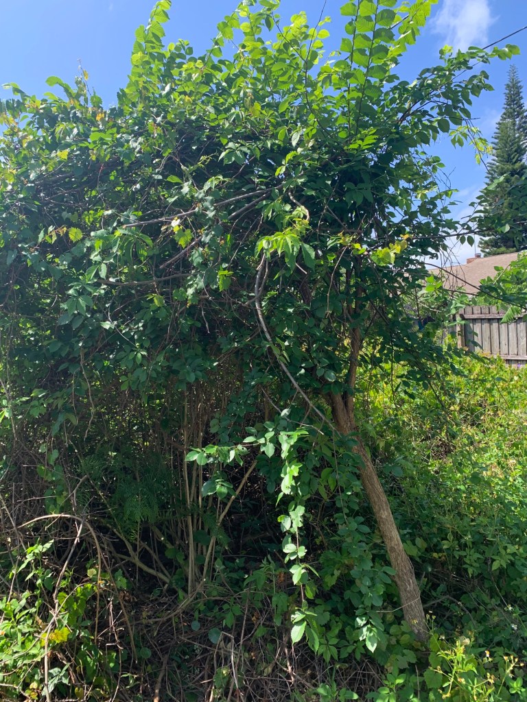 Vines covering tree